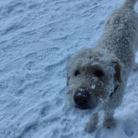 Hondenoppas werk Almere: baasje van Balou