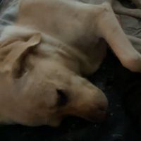 Hondenuitlaatservice Tilburg: Dex