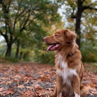 Hondenoppas werk Rosmalen: baasje van Leo