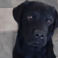 Hondenoppas Leiderdorp: Senna