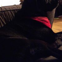 Hondenoppas werk Eindhoven: baasje van Charlie