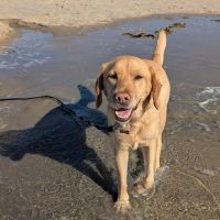 Hondenoppas werk Amersfoort: baasje van Ben