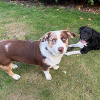 Hondenoppas werk Deventer: baasje van Mac en Molly