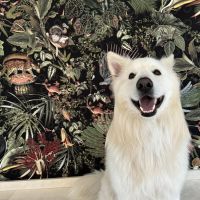 Hondenoppas werk Nuenen: baasje van Mowi