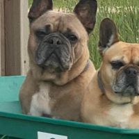 Hondenoppas werk Haarlem: baasje van Beau & Jules