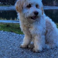 Hondenoppas Hoofddorp: Henriette 