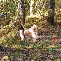 Hondenoppas werk Sappemeer: baasje van Mandy