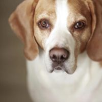 Hondenoppas werk Bergen op Zoom: baasje van Bailey