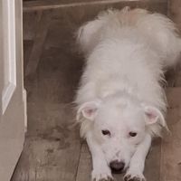 Hondenoppas werk Den Haag: baasje van Paddy