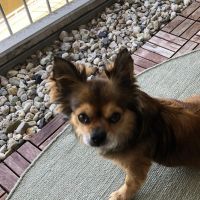 Hondenoppas werk Groningen: baasje van Starrie 