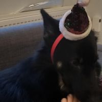 Hondenoppas werk Den Haag: baasje van Luna