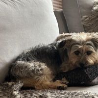 Hondenoppas werk Huizen: baasje van Bobby