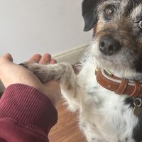 Hondenoppas werk Ede: baasje van Lucy