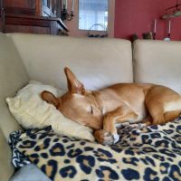 Hondenoppas Almere: Yvonne