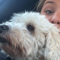 Hondenoppas Den Haag: Dani