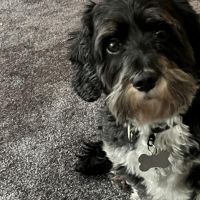 Hondenoppas werk Amstelveen: baasje van Max