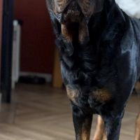 Hondenoppas werk Sleen: baasje van Oscar