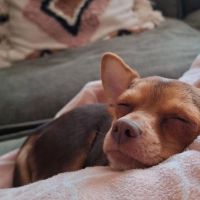 Hondenoppas werk Houten: baasje van Coco