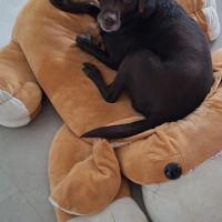 Hondenoppas Almere: Marrouscha