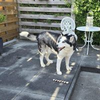 Hondenoppas werk Leeuwarden: baasje van Shadow