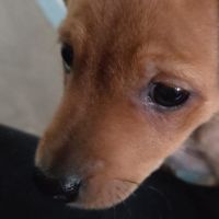 Hondenoppas werk Arnhem: baasje van Milo