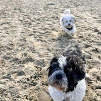 Hondenoppas Noordwijk aan Zee: Annette