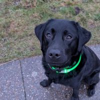 Hondenoppas werk Groningen: baasje van Morris