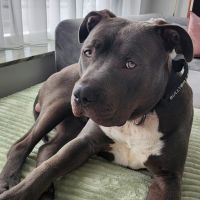 Hondenoppas werk Bergen op Zoom: baasje van Fred