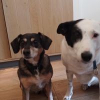 Hondenoppas werk Enter: baasje van Jacky en Summer