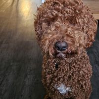 Hondenoppas werk Wijhe: baasje van Moos