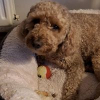 Hondenoppas werk Almelo: baasje van Tommy