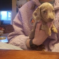 Hondenoppas werk Maastricht: baasje van Fidel