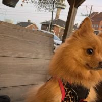 Hondenoppas werk Rotterdam: baasje van Roxy