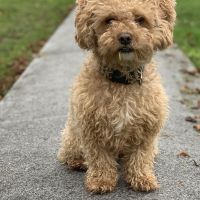 Hondenoppas werk Amsterdam: baasje van Ollie