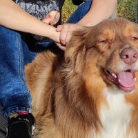 Hondenoppas Vlaardingen: Lisa