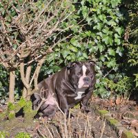 Hondenoppas werk Arnhem: baasje van Macho