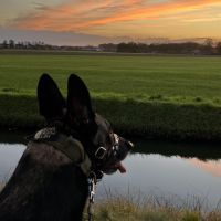 Hondenuitlaatservice Hardenberg: Amber