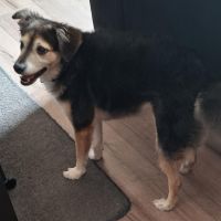 Hondenoppas werk IJsselmuiden: baasje van Lucky 