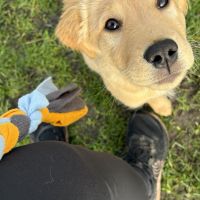 Hondenoppas werk Delft: baasje van Max