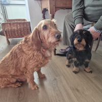 Hondenoppas werk Nijmegen: baasje van Sjeng en Copain