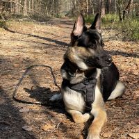 Hondenoppas werk Woudenberg: baasje van Bronzo