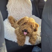 Hondenoppas werk Zeist: baasje van Pierogi zijn roepnaam is Piér