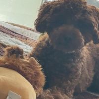 Hondenoppas werk Leimuiden: baasje van Tobi