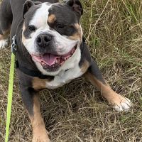 Hondenoppas werk Brielle: baasje van Dex