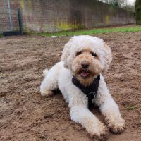 Hondenoppas werk Den Bosch: baasje van Kiki