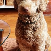 Hondenoppas werk Groningen: baasje van Moos