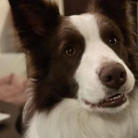 Hondenoppas werk Zoetermeer: baasje van Juno