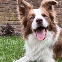 Hondenoppas werk Zoetermeer: baasje van Juno