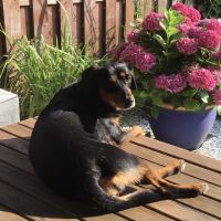 Hondenoppas werk Hoofddorp: baasje van Saartje 