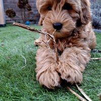 Hondenoppas werk Eindhoven: baasje van Teddie